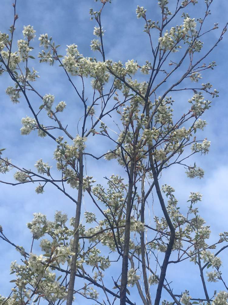 白い花の投稿画像 By ケセラセラさん シンボルツリーと春のお花と庭木の花 21月4月3日 Greensnap グリーンスナップ