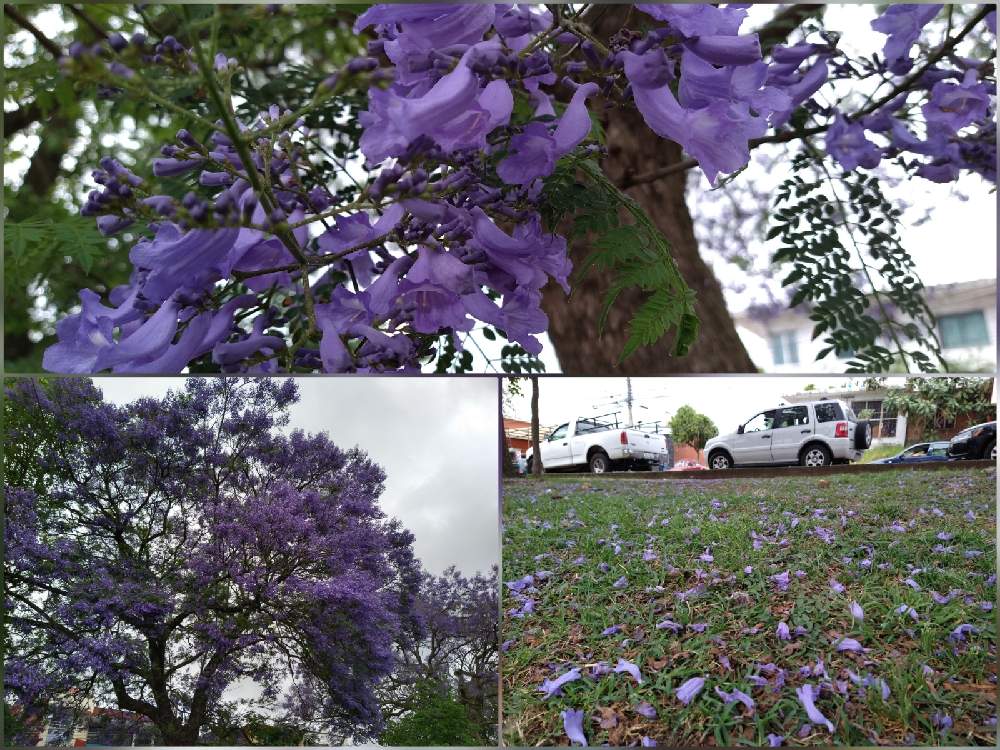 紫の花の投稿画像 By カクトスさん ジャカランダ とハカランダ とメキシコ桜と紫の花とジャカランダ とハカランダ とメキシコ桜 21月4月3日 Greensnap グリーンスナップ Greensnap グリーンスナップ