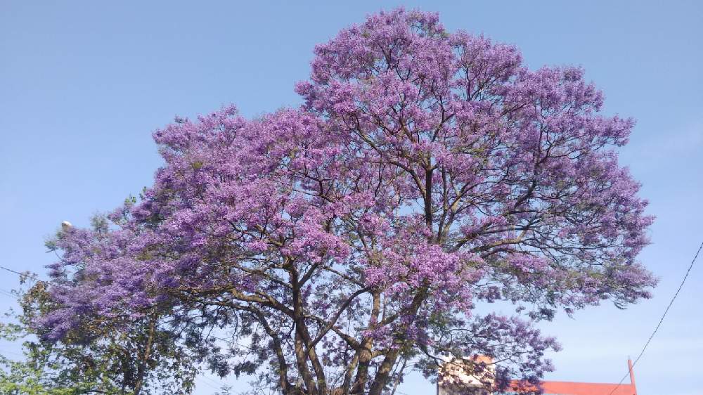 紫の花の投稿画像 By カクトスさん ジャカランダ とハカランダ とメキシコ桜と紫の花とジャカランダ とハカランダ とメキシコ桜 21月4月3日 Greensnap グリーンスナップ Greensnap グリーンスナップ