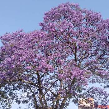 ハカランダ の投稿画像一覧 Greensnap グリーンスナップ