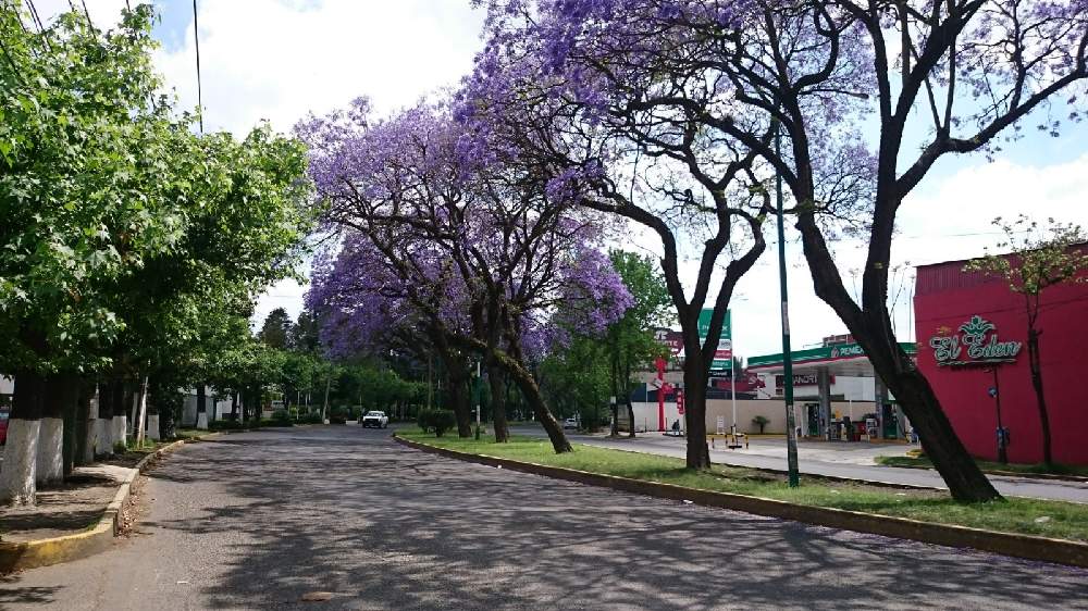 お出かけ先の投稿画像 By カクトスさん 紫の花とジャカランダ とハカランダ とメキシコ桜と紫の花とジャカランダ とハカランダ とメキシコ桜 21月4月3日 Greensnap グリーンスナップ Greensnap グリーンスナップ