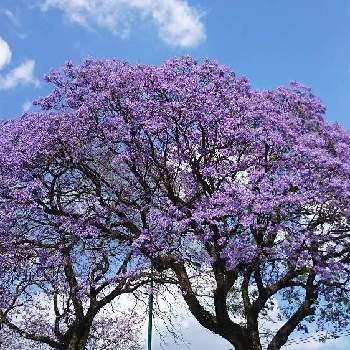 ハカランダ の投稿画像一覧 Greensnap グリーンスナップ