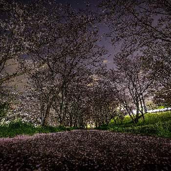 ソメイヨシノ・桜の画像 by ひろさんさん | お出かけ先とソメイヨシノ・桜と夜桜と『2021桜』フォトコンテスト