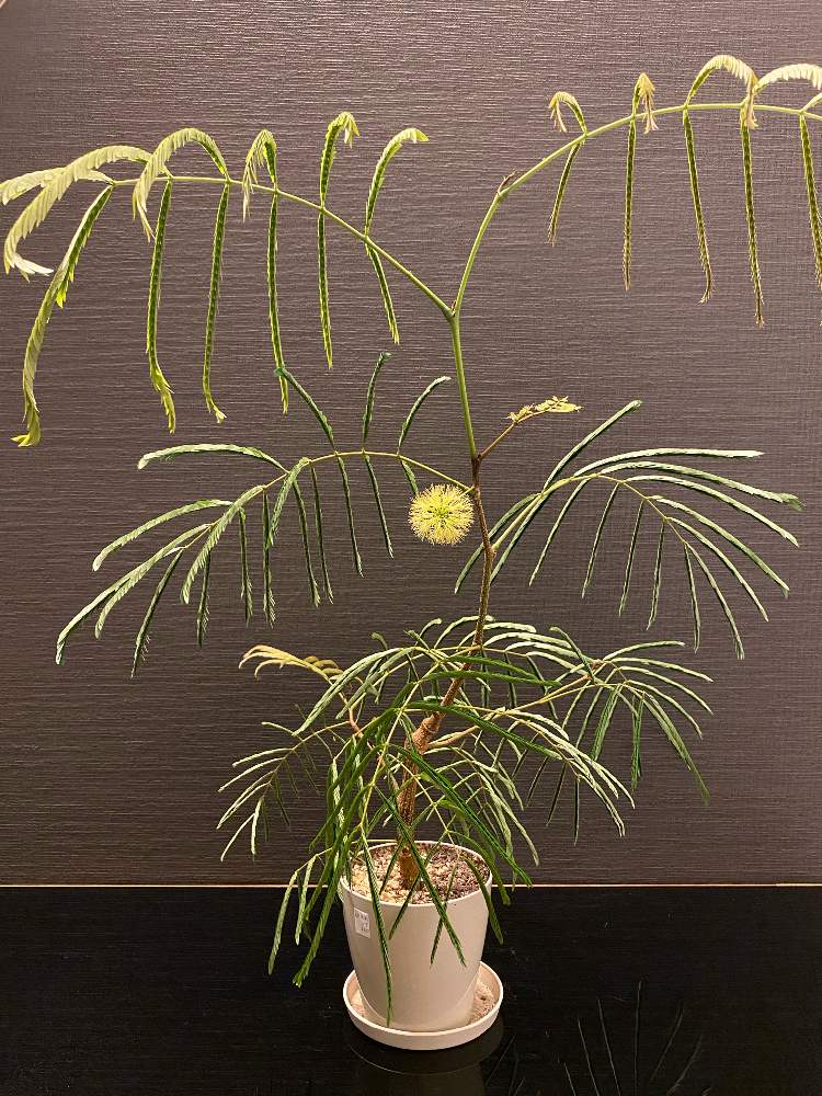 エバーフレッシュの投稿画像 By Nicoさん マメ科とエバーフレッシュ挿し木とn 005と成長記録と新芽とエバーフレッシュ花 21月4月3日 Greensnap グリーンスナップ