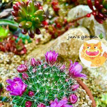 2021シーサーの日の画像 by junさん | 小さな庭と虹の玉とハクリュウマルと多肉植物とロックガーデンとオシャレと多肉のある暮らしとjunのガーデニングと可愛いとサボテンの花と多肉植物とサボテンと2021シーサーの日