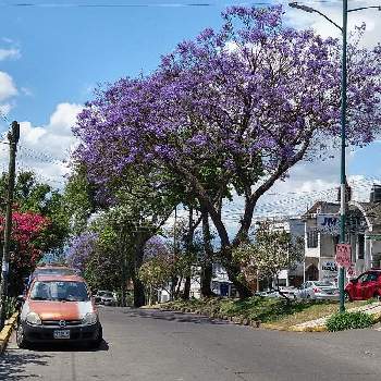 ハカランダ の投稿画像一覧 Greensnap グリーンスナップ