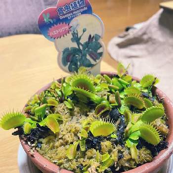 ハエトリソウの投稿画像一覧 Greensnap グリーンスナップ