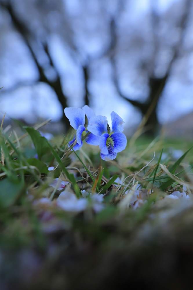 スミレの投稿画像 By Mt Strawberryさん 春のお花と山野草と青の花と青い花とむらさきの花 21月4月3日 Greensnap グリーンスナップ