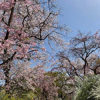 京都の桜の投稿画像一覧 Greensnap グリーンスナップ