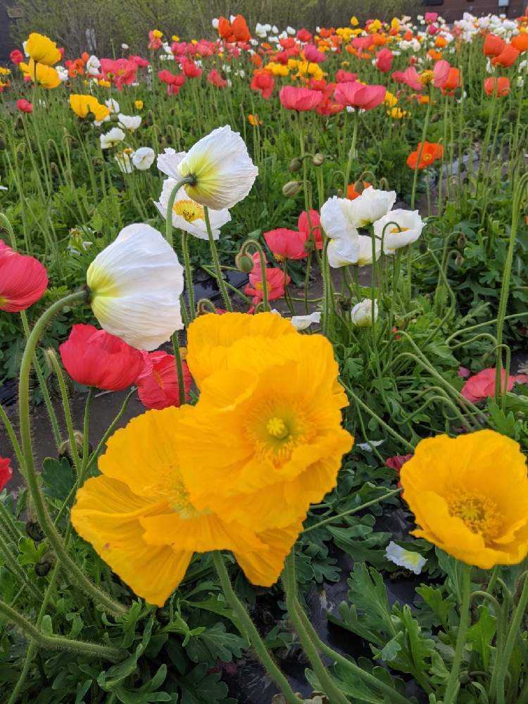 ナガミヒナゲシの毒性 Greensnap グリーンスナップ