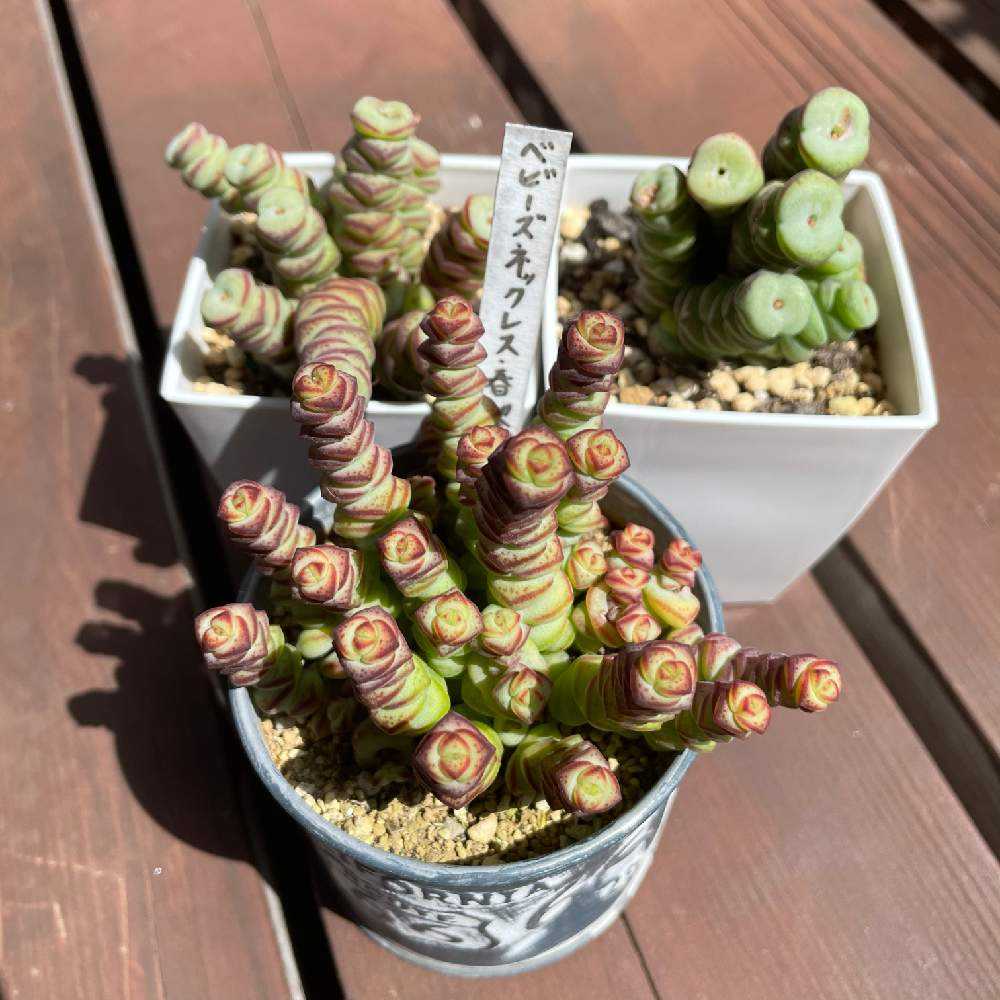 ベビーズネックレス成長記｜🍀GreenSnap（グリーンスナップ）