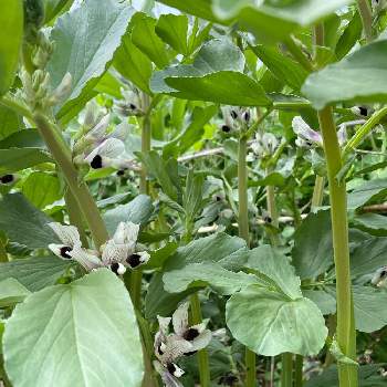 家庭菜園 そら豆 の投稿画像一覧 Greensnap グリーンスナップ