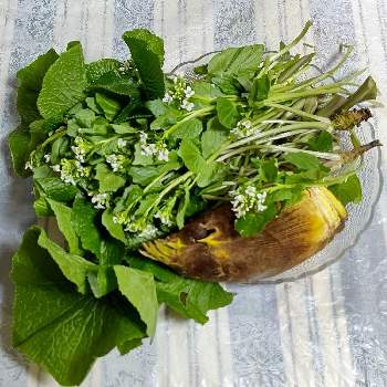 わさびの花の投稿画像一覧 Greensnap グリーンスナップ
