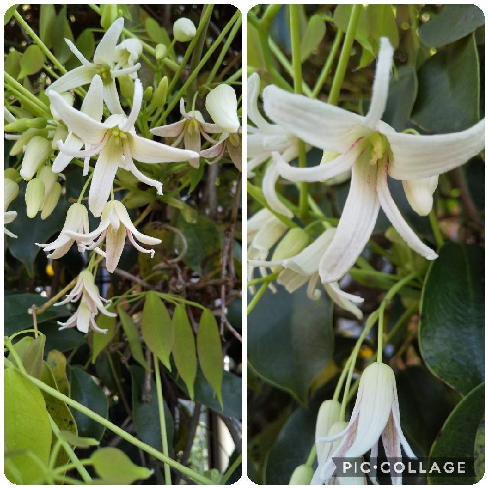 ムベの投稿画像 By まっくさん 雌花 と 雄花 とつる性植物と白い花と近所散歩と木本類とつる性植物と白い花と近所散歩と木本類 21月4月4日 Greensnap グリーンスナップ Greensnap グリーンスナップ