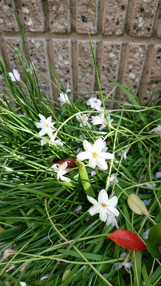 ハナニラの投稿画像 By ｊ１さん 21月4月4日 Greensnap グリーンスナップ