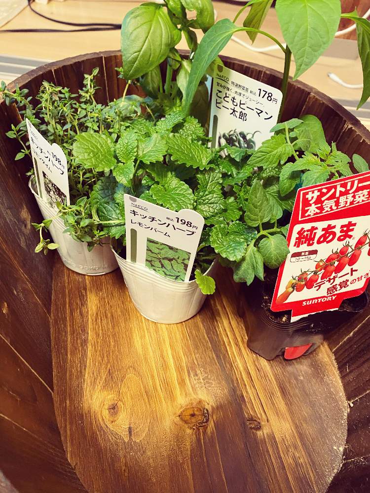 ハーブの投稿画像 By ねむい人さん 夏野菜 21月4月4日 Greensnap グリーンスナップ