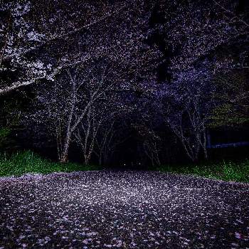 ソメイヨシノ・桜の画像 by ひろさんさん | お出かけ先とソメイヨシノ・桜と夜桜と『2021桜』フォトコンテスト