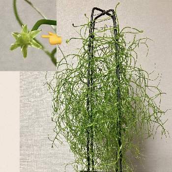 ソウカクデンの投稿画像一覧 Greensnap グリーンスナップ