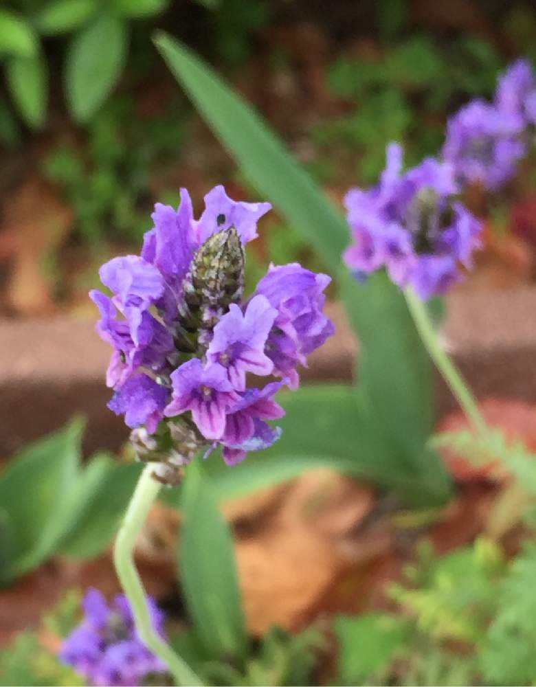 レースラベンダーの投稿画像 By Amamaさん 公園と紫色のお花と21 4 21月4月4日 Greensnap グリーンスナップ レースラベンダーの投稿画像 By Amamaさん 公園と紫色のお花と21 4 21月4月4日 Greensnap グリーンスナップ