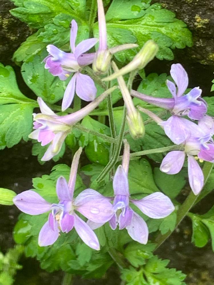 セリバヒエンソウの投稿画像 By まあみさん 新宿御苑と美しいと綺麗と毒がある とキンポウゲ科と可愛いとお散歩とお初です 21月4月4日 Greensnap グリーンスナップ