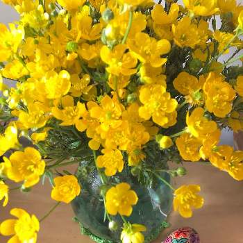 お花の好きな人とつながりたいの画像 by gattonaさん | 部屋と卵の飾り付けとGS中毒とトゲミノキツネノボタンソウとお花の好きな人とつながりたいと復活祭とコロナロックダウンに負けるなとチーム海外
