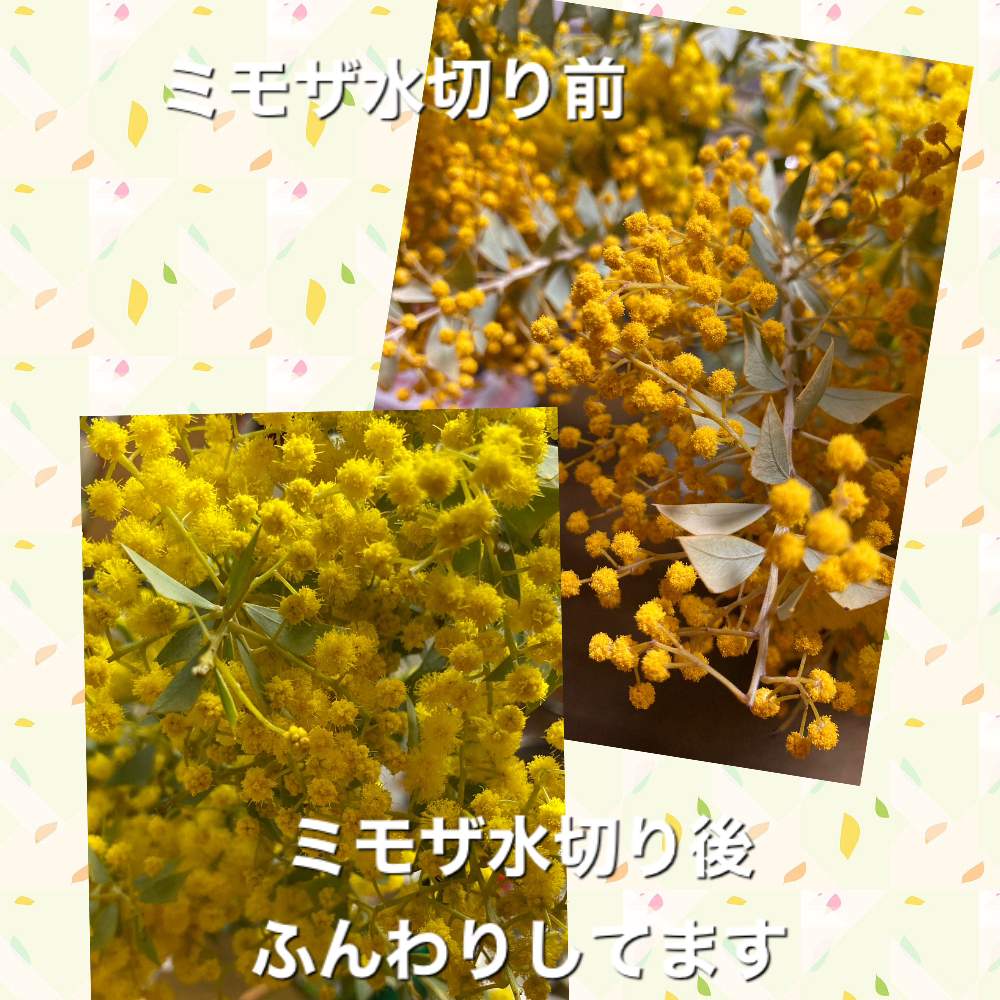 ミモザの投稿画像 By Manabeさん 黄色い花 房状とビタミンカラ のお花とマメ科と甘くて優しい香りと頂きものと水切りと花のある暮らしとマメ科アカシア属 21月4月4日 Greensnap グリーンスナップ ミモザの投稿画像 By Manabeさん 黄色い花 房状とビタミンカラ のお花とマメ科と甘くて優しい香りと頂きものと水切りと花のある暮らしとマメ科アカシア属 21月4月4日 Greensnap グリーンスナップ