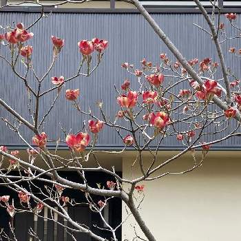 ハナミズキ 赤の投稿画像一覧 Greensnap グリーンスナップ