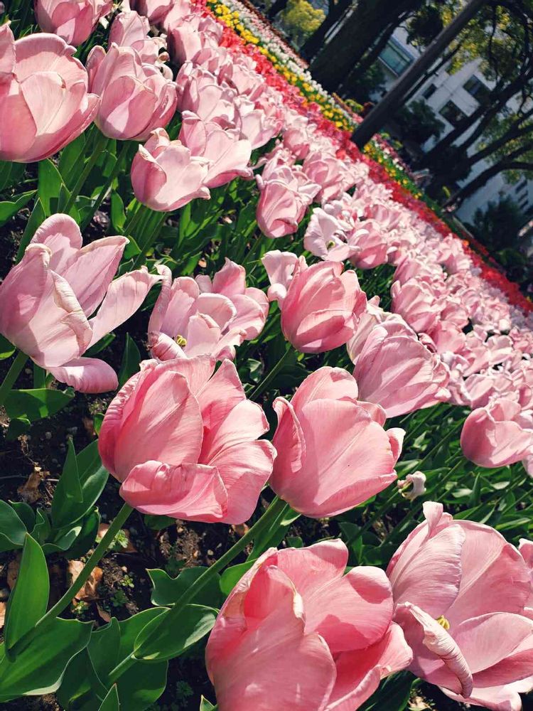 ポポラスさんの横浜公園への投稿