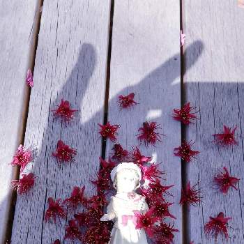 不思議の国の植物の画像 by charlieさん | 小さな庭とさくら サクラ 桜ときれいなお花と不思議の国のアドベンチャーと不思議の国の植物と『2021桜』フォトコンテスト