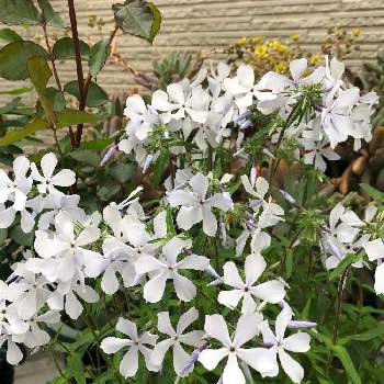 つるはなしのぶの投稿画像一覧 Greensnap グリーンスナップ