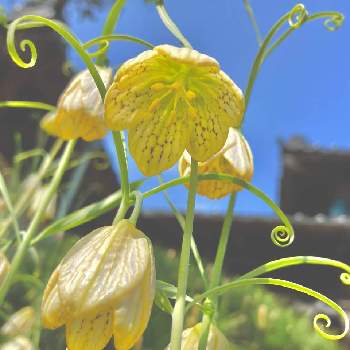 バイモ バイモユリ の育て方 増やし方や球根の掘り上げ方は Greensnap グリーンスナップ