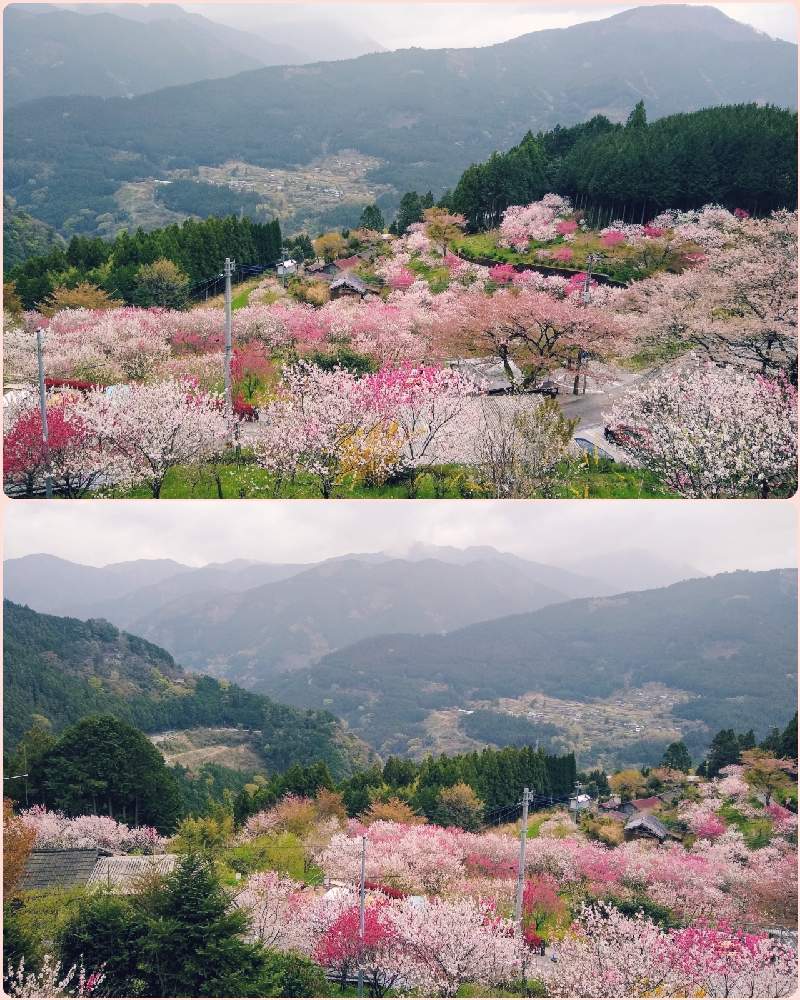 花桃の投稿画像 By 合歓の木さん 桃源郷 と愛媛県久万高原町と素晴らしい景色 と M Family と花のある暮らし 21月4月4日 Greensnap グリーンスナップ