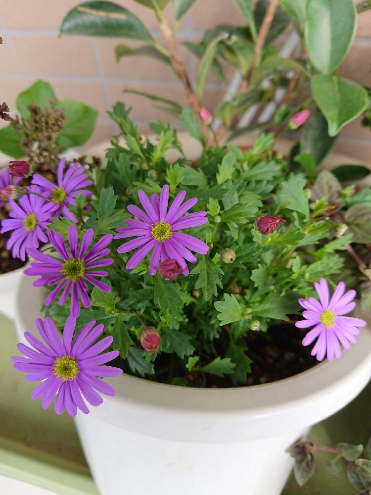 ブラキカムの投稿画像 By ぽんちきさん 寒さに強いと暑さに強いとつよい子 21月4月4日 Greensnap グリーンスナップ