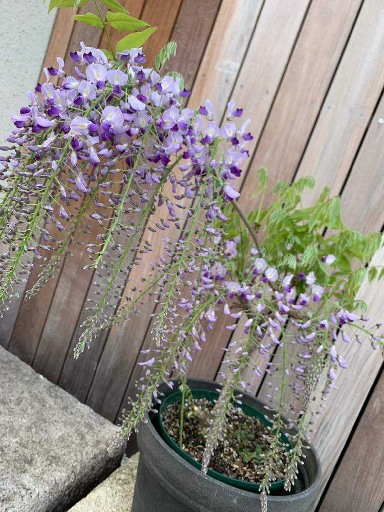 一才藤の成長のまとめ｜🍀GreenSnap（グリーンスナップ）