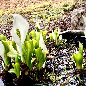 湿地に咲く花の投稿画像一覧 Greensnap グリーンスナップ