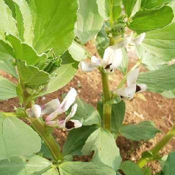 そらまめの花の投稿画像一覧 Greensnap グリーンスナップ そらまめの花の投稿画像一覧 Greensnap グリーンスナップ