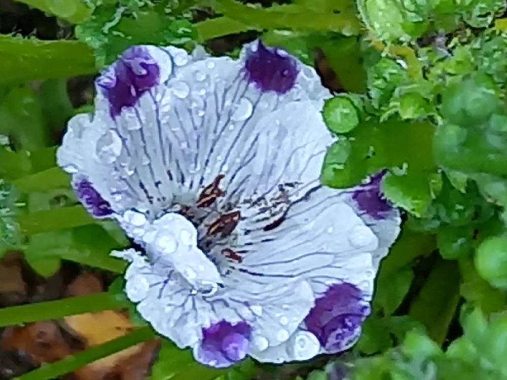 花壇の投稿画像 By みぃちゃんさん チーム岐阜とおうち園芸と ネモフィラとガーデニング 21月4月4日 Greensnap グリーンスナップ