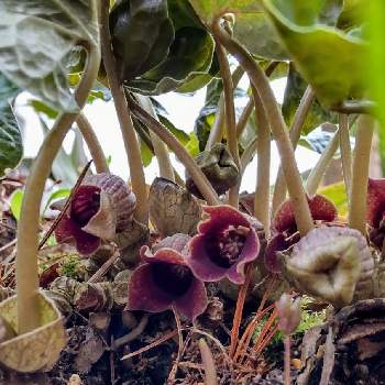 ウスバサイシンの投稿画像一覧 Greensnap グリーンスナップ