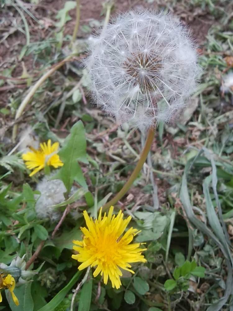 魅力的な価格 たんぽぽ様おまとめ 蛍光灯 電球 Pirtisakmena Lt