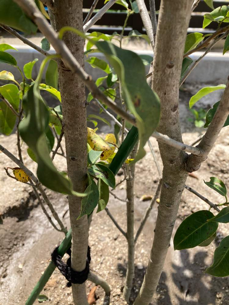 ソヨゴの投稿画像 By ともろーさん 相談 21月4月4日 Greensnap グリーンスナップ