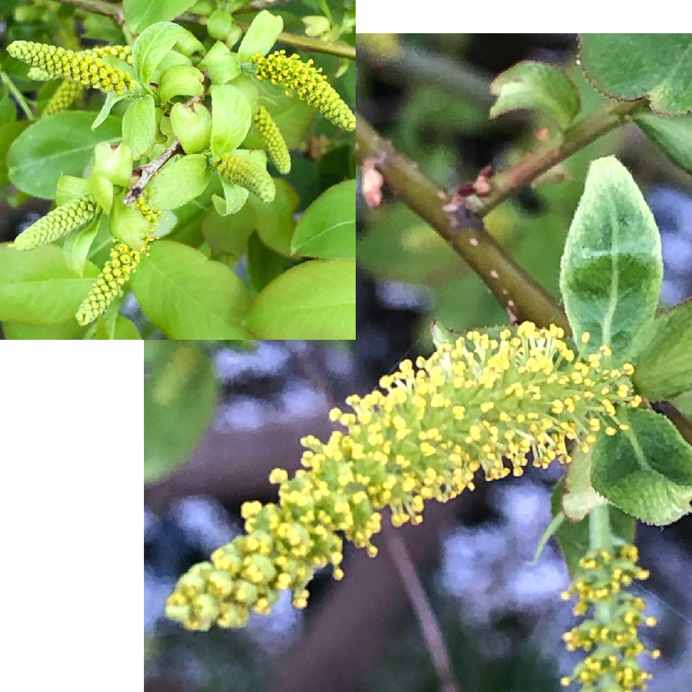 黄緑色の花の投稿画像 By Cimarronさん 雄花 雌花 両性花 21月4月4日 Greensnap グリーンスナップ 黄緑色の花の投稿画像 By Cimarronさん 雄花 雌花 両性花 21月4月4日 Greensnap グリーンスナップ