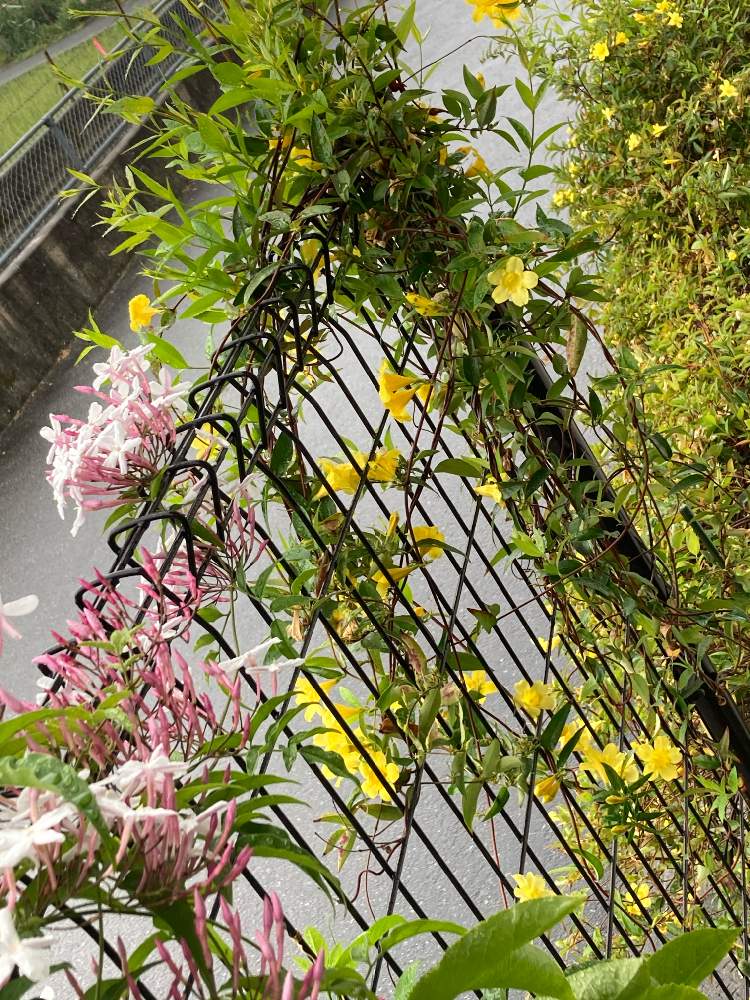 ハゴロモジャスミンの投稿画像 By ねこ娘さん ジャスミンとカロライナ ジャスミンといつもありがとう とお花大好き と嬉しい とおうち園芸と頑張れ被災地と花に癒されと繋がりに感謝 21月4月4日 Greensnap グリーンスナップ