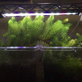 ミリオフィラムの投稿画像一覧 Greensnap グリーンスナップ