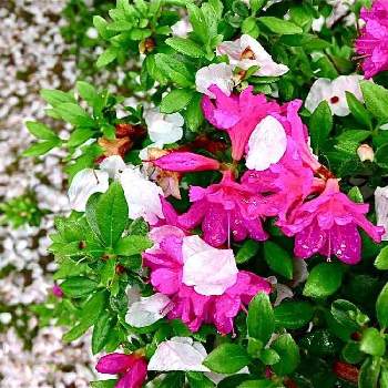 サツキツツジの花の投稿画像一覧 Greensnap グリーンスナップ サツキツツジの花の投稿画像一覧 Greensnap グリーンスナップ