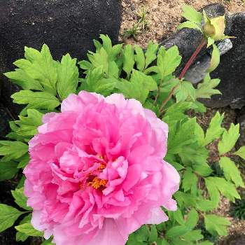 華やかな花の投稿画像一覧 Greensnap グリーンスナップ 華やかな花の投稿画像一覧 Greensnap グリーンスナップ