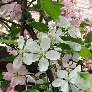 ミカイドウ 実海棠 の投稿画像一覧 Greensnap グリーンスナップ