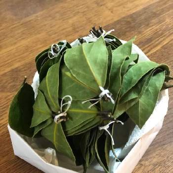 ローリエ 乾燥 の投稿画像一覧 Greensnap グリーンスナップ