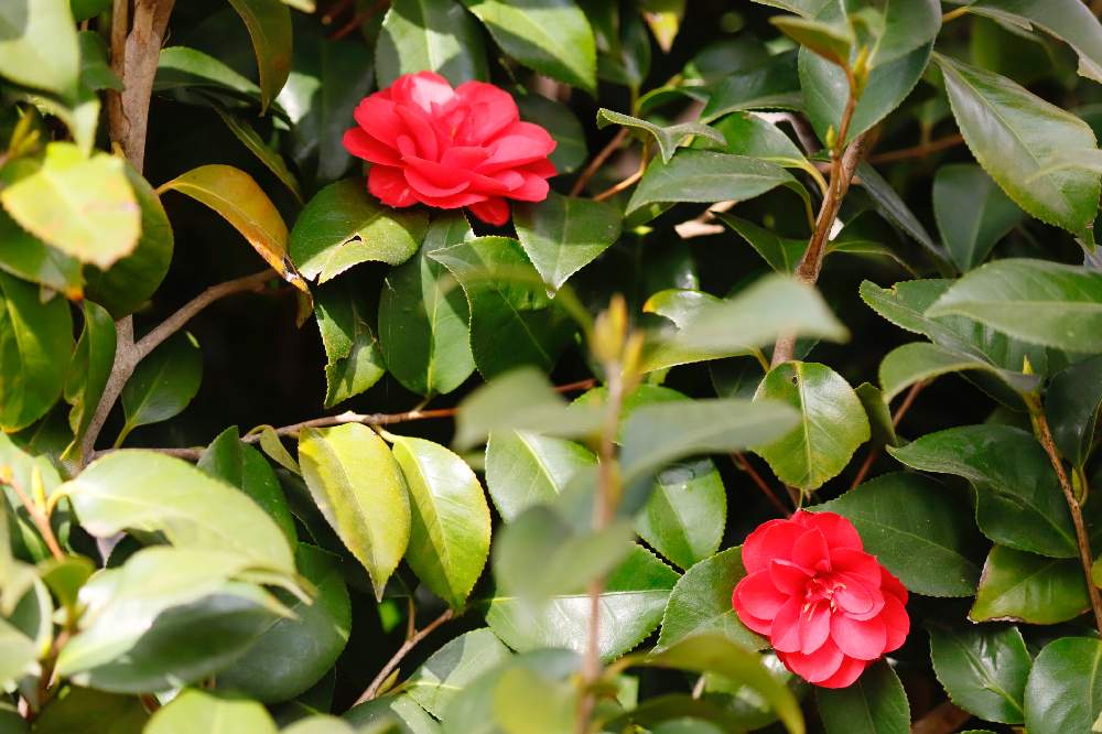 お出かけ先の投稿画像 By Knack 555さん 椿の花 と菊名カーボン山と チューリップと八重桜 と乙女椿の花とカーボン山と菜の花畑 と椿の花 と菜の花 と椿の花 と菊名カーボン山と チューリップと八重桜 と乙女椿の花とカーボン山と菜の花畑 と椿の花 と菜の花 お出かけ先の投稿画像 By Knack 555さん 椿の花 と菊名カーボン山と チューリップと八重桜 と乙女椿の花とカーボン山と菜の花畑 と椿の花 と菜の花 と椿の花 と菊名カーボン山と チューリップと八重桜 と乙女椿の花とカーボン山と菜の花畑 と椿の花 と菜の花