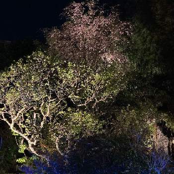 桜のある風景の画像 by emimi♡さん | 広い庭と癒しと日本庭園と桜のある風景と素敵な色合いと綺麗と夜桜と庭園とライトアップと素敵と『2021桜』フォトコンテスト