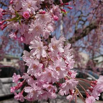 垂れ桜の画像 by りんご୨୧さん | お出かけ先とサクラ(垂れ桜)とピンク ぴんく Pinkと垂れ桜とお出かけ先でとさくら 桜 サクラと花のある暮らしと『2021桜』フォトコンテスト